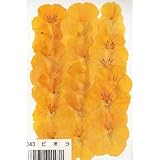 【5袋入りパック】フラワー　単品◆　ビオラ