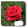 Flowers - Red HT Rose - Mouse Pads