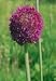 TALL FLOWERING Allium Gladiator (1 Bulb)
