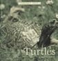 Turtles (Perfect Pets)