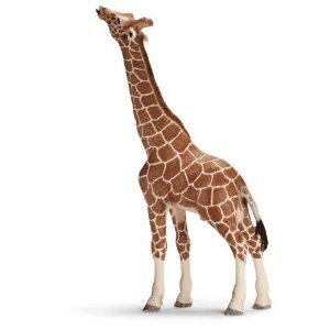 Giraffe Male, Eating 31gfKUQdb5L Giraffe Male, Eating