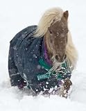 Rhino Pony Wug Medium Turnout Blanket