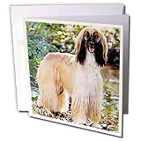 Dogs Afghan - Afghan Hound - Greeting Cards-6 Greeting Cards with envelopes
