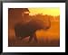 African Elephant in Dust at Sunset, Trunk Raised in Alarm, Southern Africa Framed Art Poster Print by Mark Hamblin, 31x25
