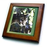 Florida Green Eyed Panther - 8x8 Framed Tile