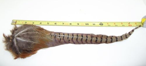 Ringneck Pheasant Tail Feather Clumps
