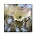 Focus on a Dogwood Flower- Flowering Trees- Flowers - 8 Inch Glass Tile