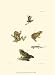 Antique Frogs I Hill 10x13