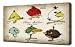 Angry Birds 4 - Canvas Art Print - Framed Size 12"x16" - Ready To Hang