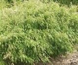Fargesia murieliae 'Joy' - Bamboo FREE DELIVERY UK MAINLAND