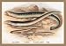 12 X 18 Stretched Canvas Poster Sea Lamprey, Lampern, Planer's Lamprey and Pride