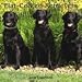dogs33  - FlatCoated Retrievers 2010 Wall Calendar