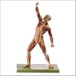 Male Muscle Figure-AS3