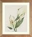 Calla Lily. Counted cross stitch kit