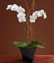 Valentine's Day Potted Double Stem White Orchid