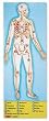 Melissa & Doug Human Body 100 pc Floor