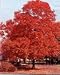 Red Maple Tree, 36-48 Inch