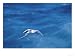 Red Billed Tropicbird in Flight, Hood Island, Galapagos Photographic Poster Print by ...