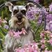 Schnauzers 2009 Calendar, 12x12