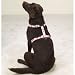Kitchen & Housewares : GREEN - X-SMALL - Adjustable Camo Dog Harnesses