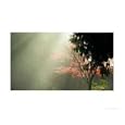 Misty Maple Botanical Photographic Poster Print by victor aberdeen, 20x16