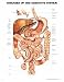 Diseases of the Digestive System Anatomical Chart, Flexible Laminated