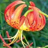 Turk's Cap Lily (Lilium superbum) - Jumbo Wildflower Seed Packet