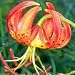 Turk's Cap Lily (Lilium superbum) - Jumbo Wildflower Seed Packet