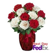 Roses - Fire n Ice 12 Premium Roses (Easter Offer: Free Shipping)