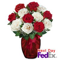 Roses - Fire n Ice 12 Premium Roses(Valentines Offer: Free Shipping)