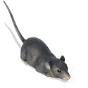 Radio Controlled Flipping Rat