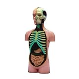 Eigenschaften MIK funshopping / 3D Puzzle / Anatomisches Modell ANATOMY - HUMAN TORSO