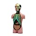 3D Puzzle / Anatomisches Modell ANATOMY - HUMAN TORSO
