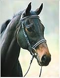 HDR Dressage Bridle without Flash