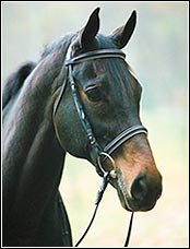 HDR Dressage Bridle without Flash