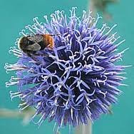 Hinterland Trading Globe Thistle Butterfly and Bee Love Them! Brilliant Silver Blue 25+ Seeds Hinterland Trading Globe Thistle Butterfly and Bee Love Them! Brilliant Silver Blue 25+ Seeds