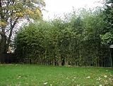 Eigenschaften tropical.garden  / Wasserbambus - Phyllostachys heterocycla 5K