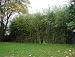 Wasserbambus - Phyllostachys heterocycla 5K