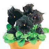 Pansy Black Moon Hybrid 25 Seeds/Seed-GOTHIC