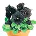 Pansy Black Moon Hybrid 25 Seeds/Seed-GOTHIC