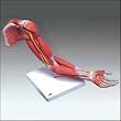 Muscled Left Arm...