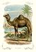 Camel - Paper Poster (18.75 x 28.5)