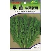 265　野菜　早苗　中葉新菊　(10袋)