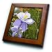 Blue Columbine (Colorado State Flower) - 8x8 Framed Tile