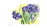 31h4pqG4I9L. SL160  Purple Crocus by Lynn Donoghue, 20x12