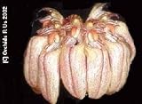 Cirrhopetalum sikkimense 162