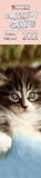 Cats 2012: Slimline