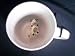Cheer Up Cup - Siamese Cat