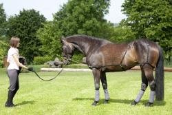 United Sportproducts Germany USG  5352 Longier / Trainingssystem, Warmblut / Vollblut Preisvergleich