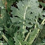 Organic White Russian Kale - 300 Seeds